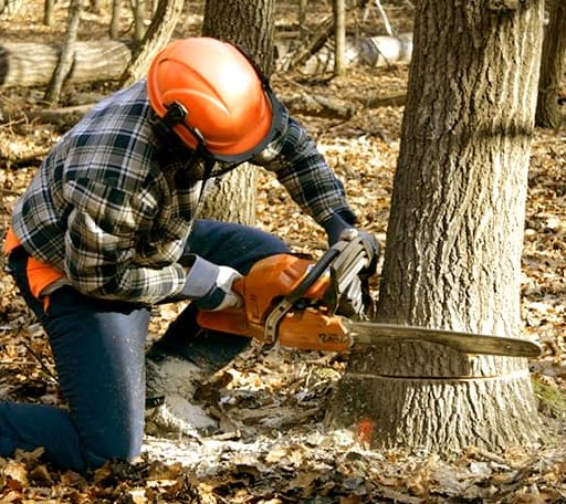Tree Removal in Westville, IL